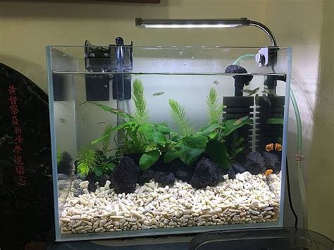 水族箱的魚|新手養魚入門：觀賞魚魚缸設缸完全教學